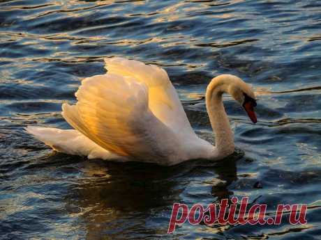 (4) Facebook