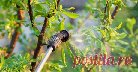 Сад весной: три обязательных весенних обработки против болезней и вредителей От того, как вы начнете уход за садом весной, зависит его состояние и плодоношение весь сезон. Поэтому важно не пропускать основные работы.