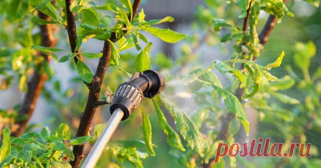 Сад весной: три обязательных весенних обработки против болезней и вредителей От того, как вы начнете уход за садом весной, зависит его состояние и плодоношение весь сезон. Поэтому важно не пропускать основные работы.