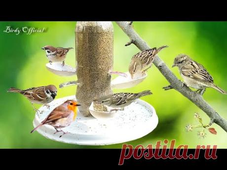 Bird Feeder Make With Plastic Bottle Homemade | Bird Feeder Idea Using Plastic Bottle
