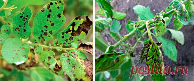 Начало июля- мы начинаем профилактику фитофторы | На природе, во саду и в огороде | Яндекс Дзен