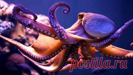 Действительно ли у осьминога восемь ног? Не зря же его так назвали!