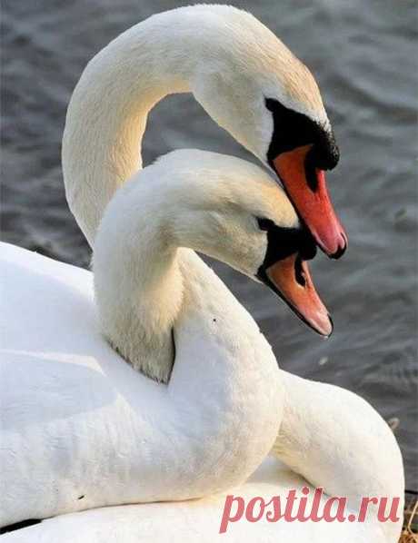 Animal life – Google+