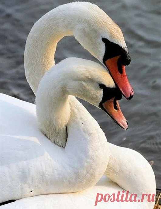Animal life – Google+