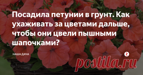 Посадила петунии в грунт. Как ухаживать за цветами дальше, чтобы они цвели пышными шапочками? На днях на работе мы высадили петунии в открытый грунт и рассадили их по кашпо. Вид, в горшках, конечно, чудесный, однако, на клумбе они пока выглядят, что называется, «как три тополя на Плющихе» - одинокий стебелек, стремящийся вверх, украшает, в лучшем случае, один цветок. О кустиках пока речь не идет – а ведь петуния очень красива, когда расцветает пышными шапочками. Как этого добиться?