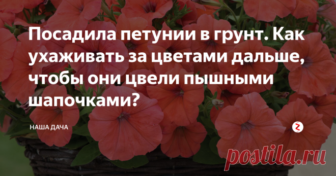Посадила петунии в грунт. Как ухаживать за цветами дальше, чтобы они цвели пышными шапочками? На днях на работе мы высадили петунии в открытый грунт и рассадили их по кашпо. Вид, в горшках, конечно, чудесный, однако, на клумбе они пока выглядят, что называется, «как три тополя на Плющихе» - одинокий стебелек, стремящийся вверх, украшает, в лучшем случае, один цветок. О кустиках пока речь не идет – а ведь петуния очень красива, когда расцветает пышными шапочками. Как этого добиться?