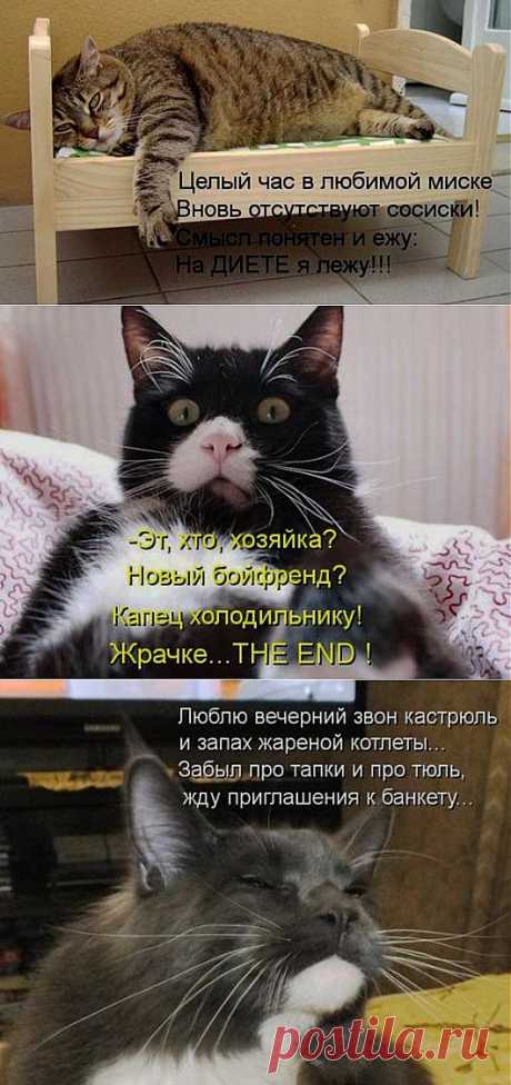 Веселый котодром | НАШ ГОРОДОК