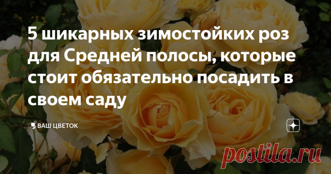 5 шикарных зимостойких роз для Средней полосы, которые стоит обязательно посадить в своем саду Я не знаю шикарнее цветов, чем розы. Поэтому они давно и надолго обосновались в моём саду. Каждый год я экспериментирую и обязательно сажаю хотя бы один новый сорт. И сегодня, дорогие читатели, хочу поделиться с вами 5 шикарными видами роз, которые больше всего мне полюбились. Надеюсь, что мой обзор будет полезен и поможет вам определиться с выбором. Парковая Абрахам Дебри с5 Нас...