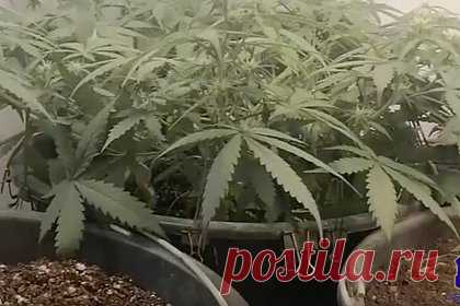 Наркоплантация российского фитнес-инструктора попала на видео