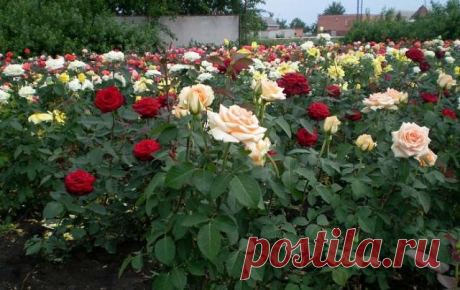 Методы размножения роз