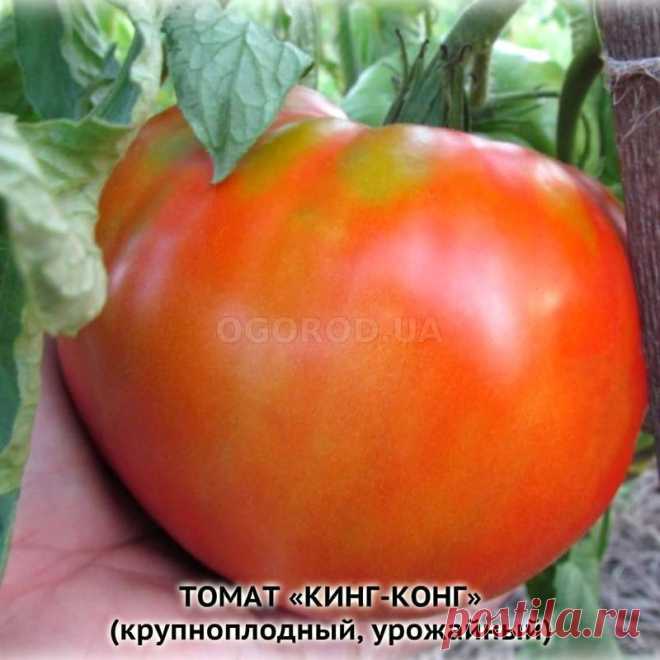 Томат кинг характеристика и описание Огород без хлопот - информационный сайт для дачников, садоводов и огородников.