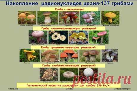 Превышение радиации в грибах в некоторых регионах Беларуси - в 6 раз! Вот какие грибы - аккумуляторы