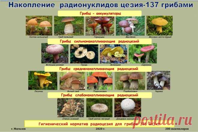 Превышение радиации в грибах в некоторых регионах Беларуси - в 6 раз! Вот какие грибы - аккумуляторы