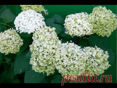 Гортензия древовидная "Аннабель". Обзор (Hydrangea arborescens "Annabelle")