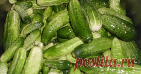 Рецепт маринованных огурцов по способу консервированных кабачков и патиссонов | Житейская проза | Яндекс Дзен