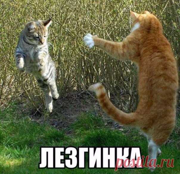 (3) Одноклассники