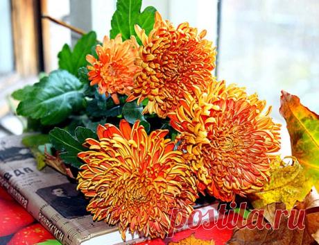 КАКОЙ СЕГОДНЯ ПРАЗДНИК? 15 Ноября 2017 г. – Среда • День молочных коктейлей • Всероссийский день призывника25 лет • Международный день шоколадного кекса • Всемирный день вторичной переработки (Global Recycling Day) • Всемирный день географических информационных систем (ГИС)18 лет • Всемирный день борьбы против хронической обструктивной болезни легких (World COPD Day) • День подразделений по борьбе с организованной преступностью (ОБОП, УБОП, РУБОП) МВД РФ29 лет • День петербургского бухгалтера…