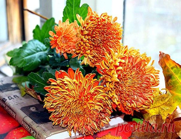 КАКОЙ СЕГОДНЯ ПРАЗДНИК? 15 Ноября 2017 г. – Среда • День молочных коктейлей • Всероссийский день призывника25 лет • Международный день шоколадного кекса • Всемирный день вторичной переработки (Global Recycling Day) • Всемирный день географических информационных систем (ГИС)18 лет • Всемирный день борьбы против хронической обструктивной болезни легких (World COPD Day) • День подразделений по борьбе с организованной преступностью (ОБОП, УБОП, РУБОП) МВД РФ29 лет • День петербургского бухгалтера…