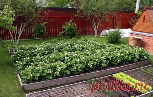 Как выращивать клубнику. Способы посадки и этапы развития | Дача - впрок