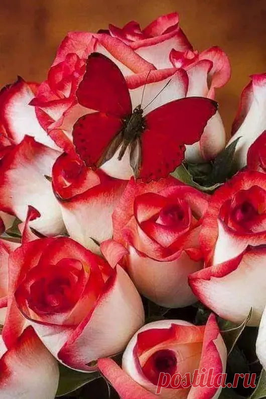 mara mara - Google+