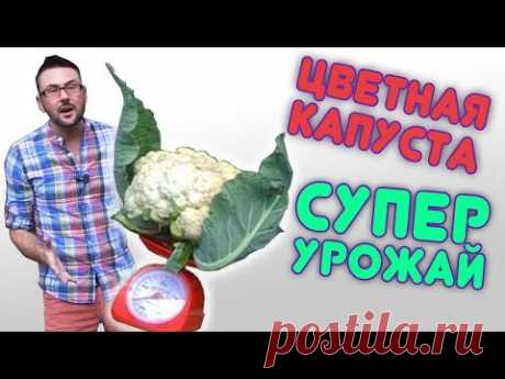 Цветная капуста будет супер!!! Все секреты от посева до урожая.
