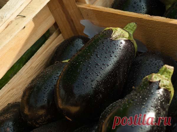 4 причины задержки роста баклажанов