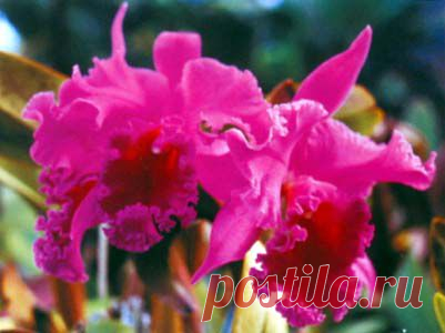 САЙТ ОРХИДЕЯ - ОРХИДЕИ-УХОД.УСЛОВИЯ СОДЕРЖАНИЯ. ФОТО