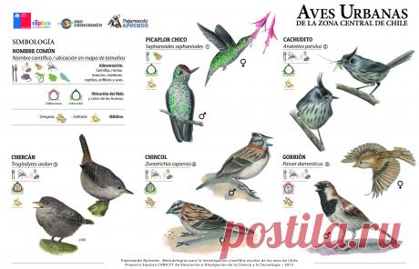 Programa Explora en Twitter “Especial de Aves chilenas para pajarones y pajaronas 🐦 #ObservacióndeAves”