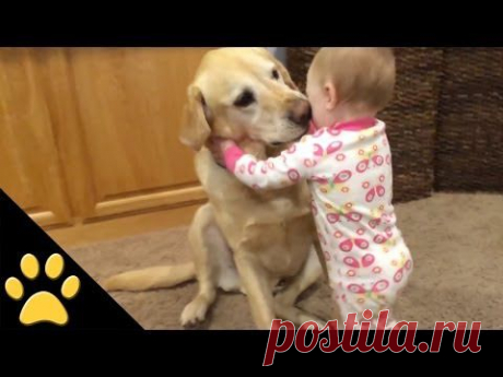 Cute Dogs And Adorable Babies: Compilation