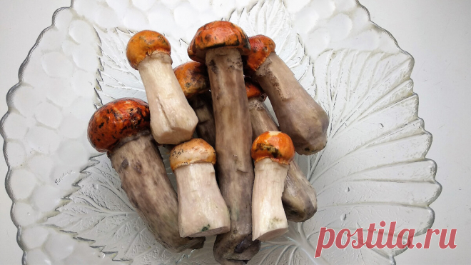 Простой и вкусный грибной суп с подосиновиками. Всегда его делаю, когда с грибной охоты приезжаю | Сибирский сад Оксаны Артеменко | Дзен