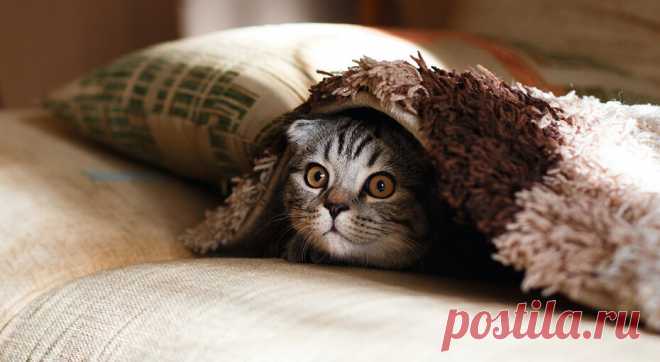 Она нереальная! 10 необычных фактов про кошек, о которых вы точно не знали Среди всех домашних животных кошки занимают первое место по популярности. Собрали несколько удивительных фактов, благодаря которым вы полюбите их ещё больше.Домашних кошек в России почти в два раза...