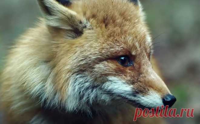 Смерть Шпионам 4.Лисья Нора
