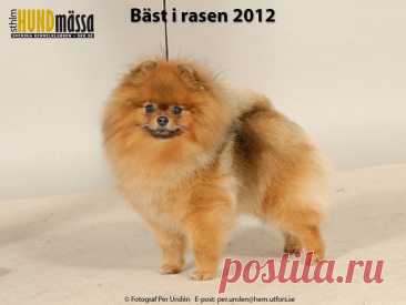 POMERANIAN Domare: SAVOLAINEN TUULA, FINLAND  NORD V-11 DAN-STAR-KOM NEVERENDING TINY JEWEL Ägare: DAG LÖKEN, KLÖFTA, NORGE