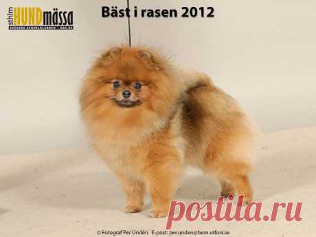 POMERANIAN Domare: SAVOLAINEN TUULA, FINLAND  NORD V-11 DAN-STAR-KOM NEVERENDING TINY JEWEL Ägare: DAG LÖKEN, KLÖFTA, NORGE
