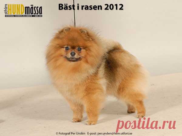 POMERANIAN Domare: SAVOLAINEN TUULA, FINLAND  NORD V-11 DAN-STAR-KOM NEVERENDING TINY JEWEL Ägare: DAG LÖKEN, KLÖFTA, NORGE