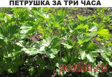 ПЕТРУШКА ЗА 3 ЧАСА