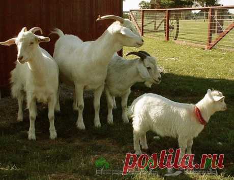 Разведение, содержание и уход за козами в домашних условиях