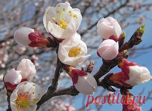 Абрикос весной: схема обрезки для начинающих, посадка саженцев в Подмосковье, Украине, Беларуси, Урале, обработка от болезней и вредителей, удобрения, правила полива, фото, видео