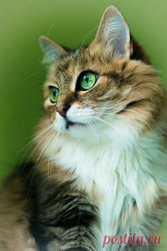(9) Pinterest