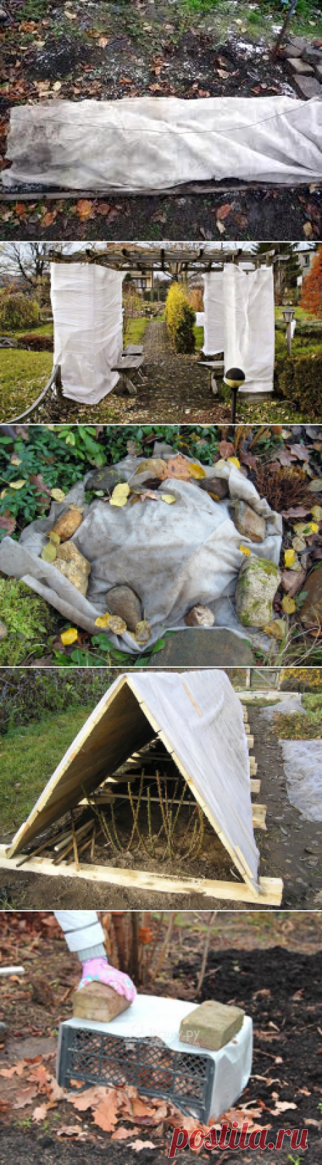 КОГДА И КАК УКРЫВАТЬ МНОГОЛЕТНИКИ НА ЗИМУ