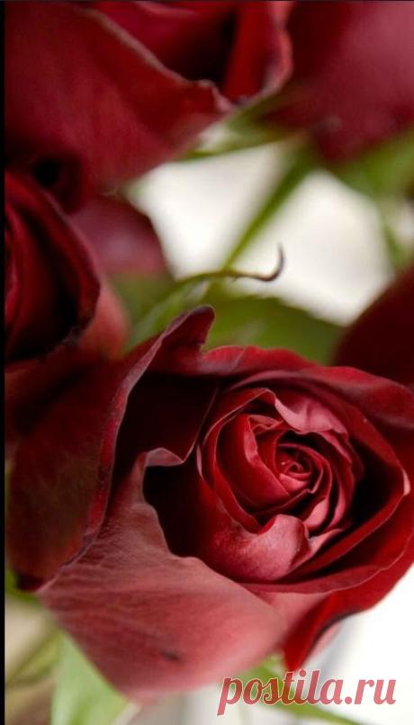 Good morning dear friends ﻿