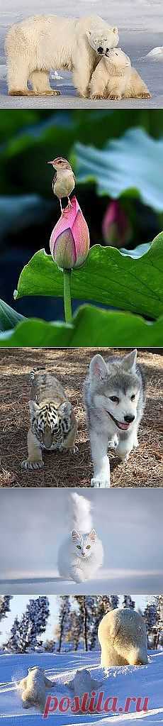 Svetlana Minelli: Зверье мое | Постила.ru