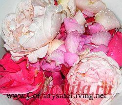 Розовая вода, рецепт. Как сделать розовую воду в домашних условиях