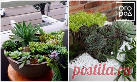 Какие цветы посадить на балконе – список названий с фотоидеями | Идеи дизайна (Огород.ru)