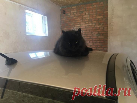 15 суровых котов, к которым и на хромой козе не подъедешь