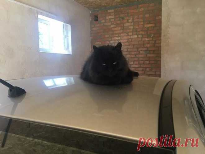 15 суровых котов, к которым и на хромой козе не подъедешь