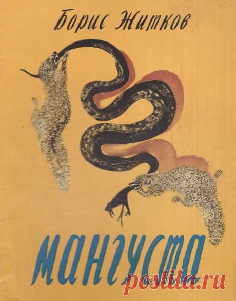 Один моряк очень хотел завести мангусту. На острове Цейлон он купил сразу два таких зверька. Мангусты помогли поймать змею, забравшуюся на корабль