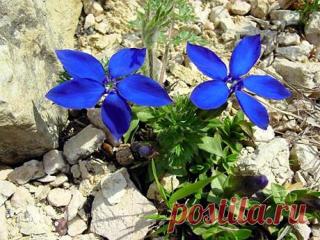 Горечавки | Самоцветик