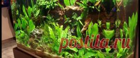 Растения аквариумные - Part 2