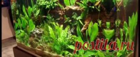 Растения аквариумные - Part 2
